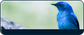 Idaho Info Icon - Bird
