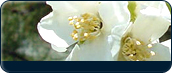 Idaho Info Icon - Flower