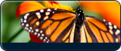 Idaho Info Icon - Insect