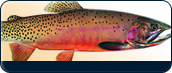 Idaho Info Icon - Fish
